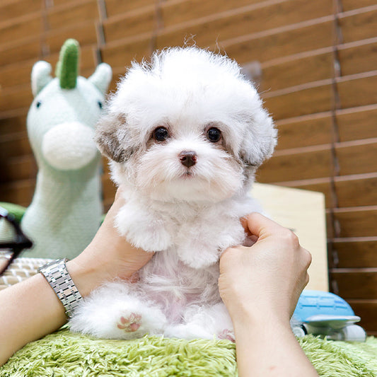 Poodle - Echi (Male)