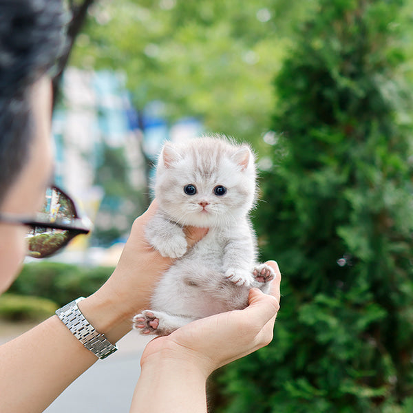 Munchkin - Rough (Male)