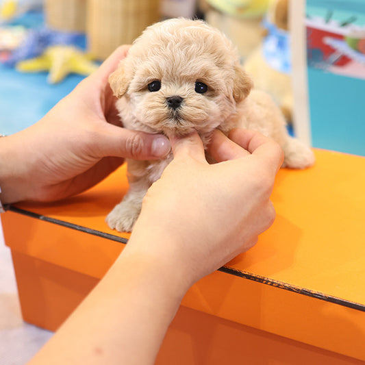 Maltipoo - Cookie (Female)