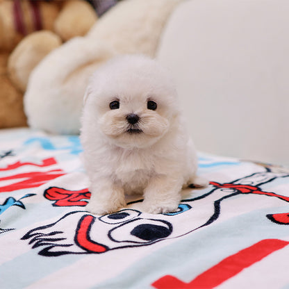 Bichon Frise - Bingbing (Male)