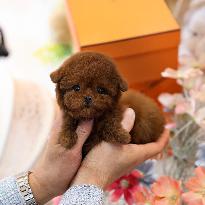Poodle - Jjahi (Male)