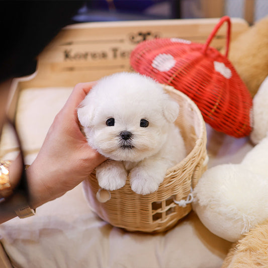 Bichon Frise - Bingbing (Male)