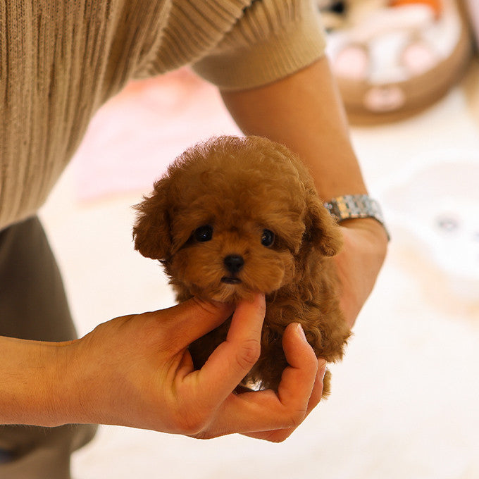 Poodle - Siat (Male)