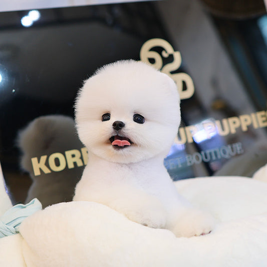 Pomeranian - Ppiru (Female)