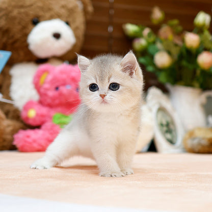British Shorthair - Moreu (Female)