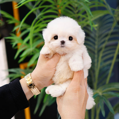 Maltese - Danny (Male)