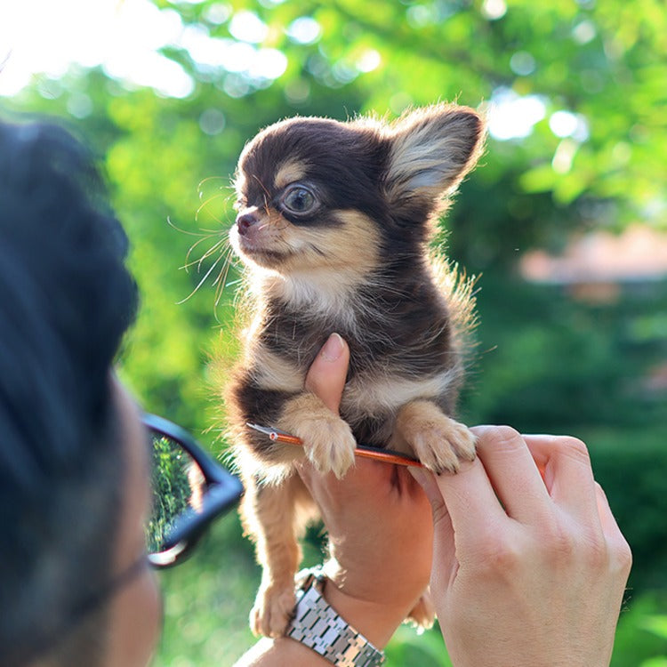 Chihuahua - Wachi (Female)
