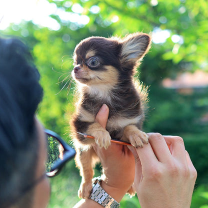 Chihuahua - Wachi (Female)