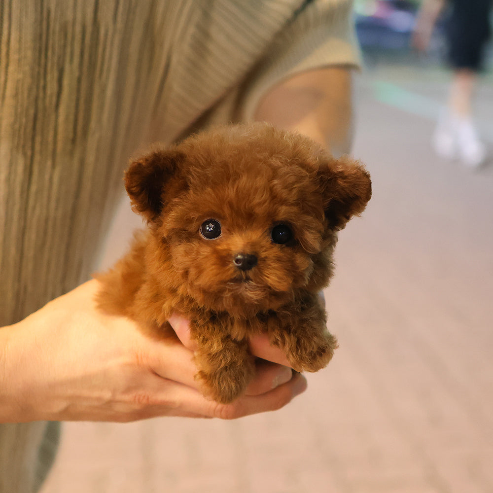 Poodle - Benny (Female) $3500