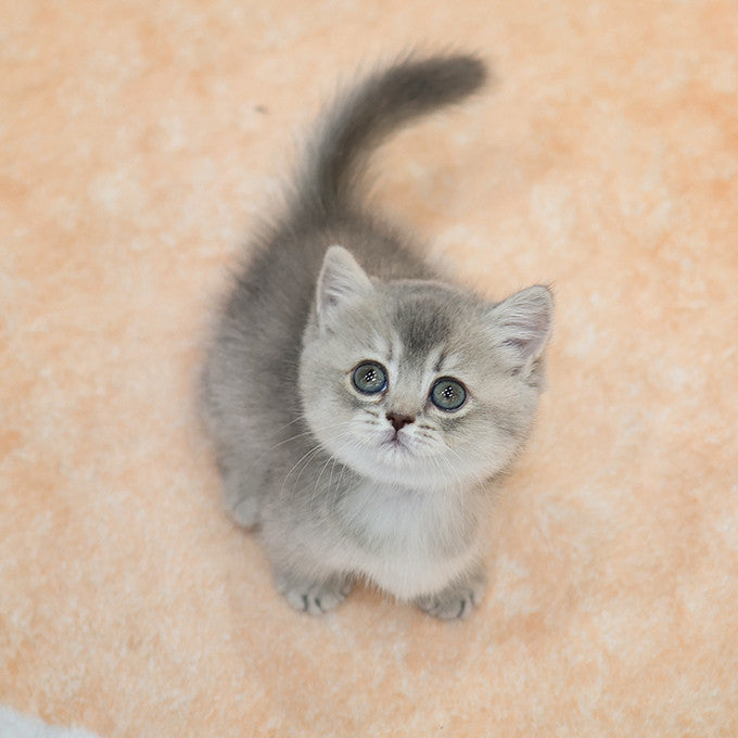 Munchkin - Ongi (Female)