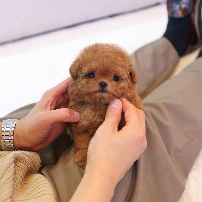 Poodle - Among (Male)