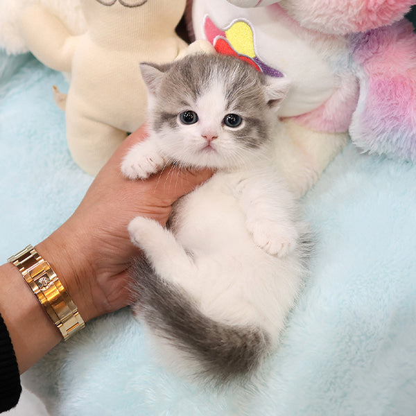 Munchkin - Myaong (Female)