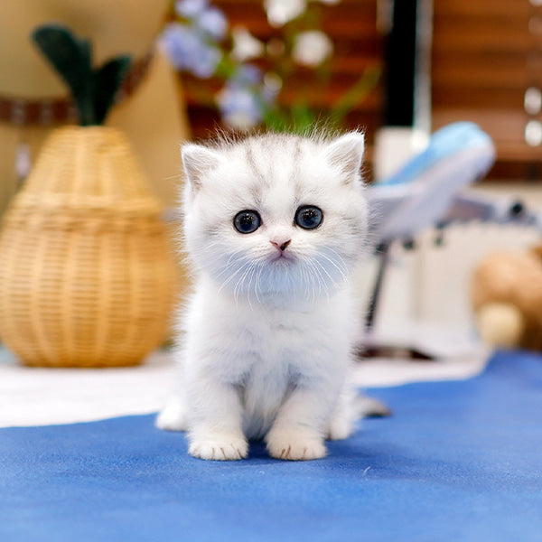 Munchkin - Joraeng (Male)