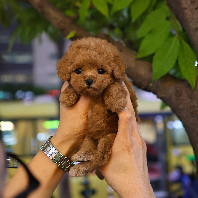 Poodle - Dorong (Female)
