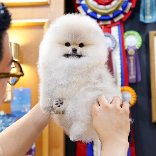 Pomeranian - Rokhi (Male)