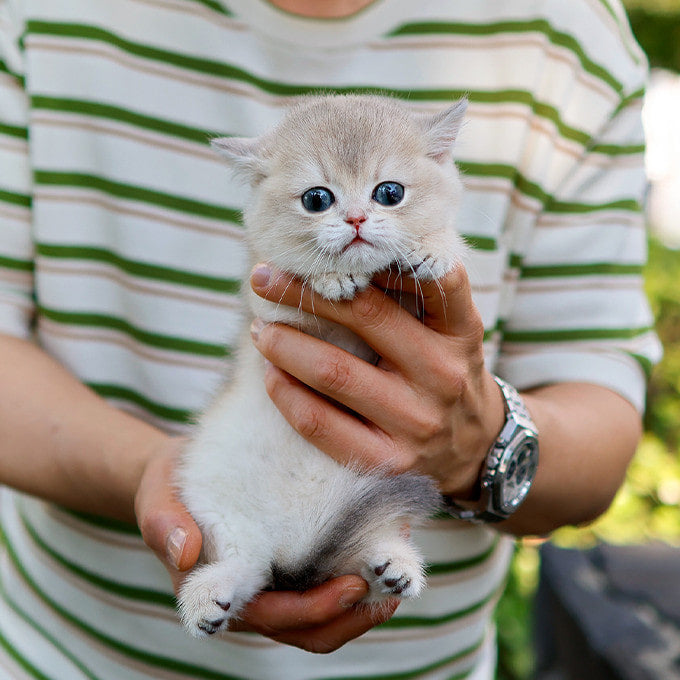 Munchkin - Jindaeng (Female)
