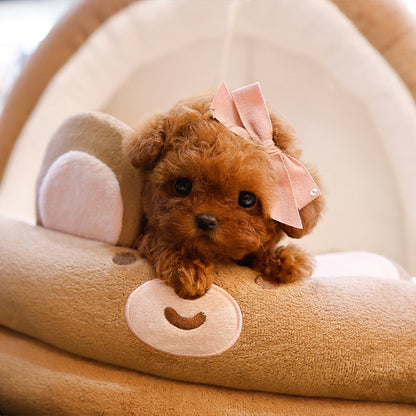 Poodle - Siwon (Female)