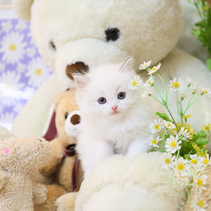 Ragdoll - Ppukka (Male)