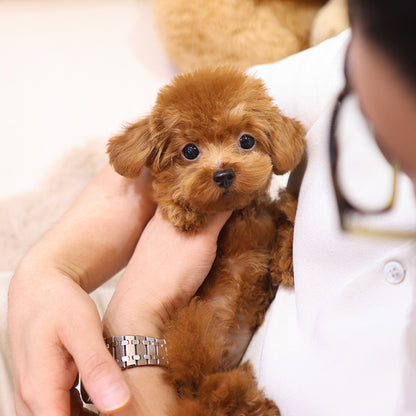 Poodle - Mongyi (Male)