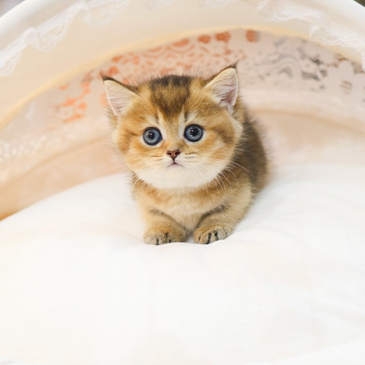 Munchkin - Ppuppu (Female)