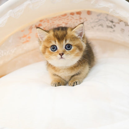 Munchkin - Ppuppu (Female)