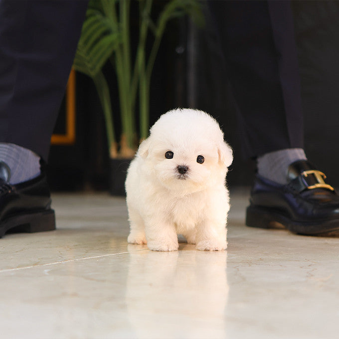 Bichinfrise - Bona (Male)