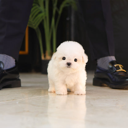 Bichinfrise - Bona (Male)