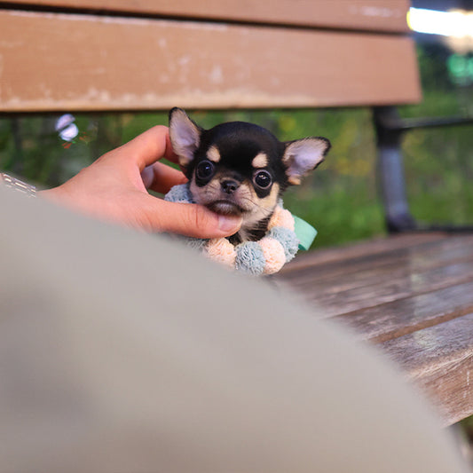 Chihuahua - Cocoa (Female)