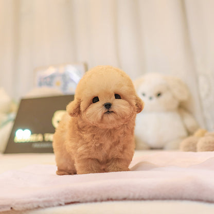 Poodle - Peurim (Male)