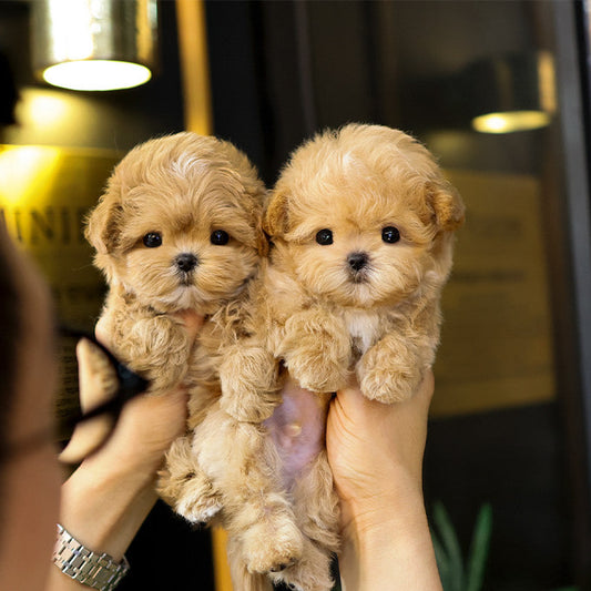 Maltipoo - Hotteok (Male)