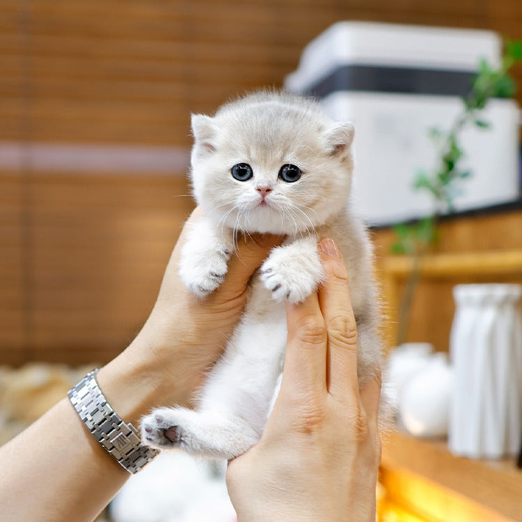 British Shorthair - Poko (Male)