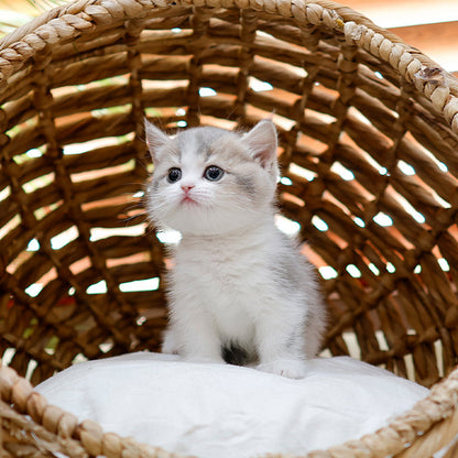 Munchkin - Ppori (Female)