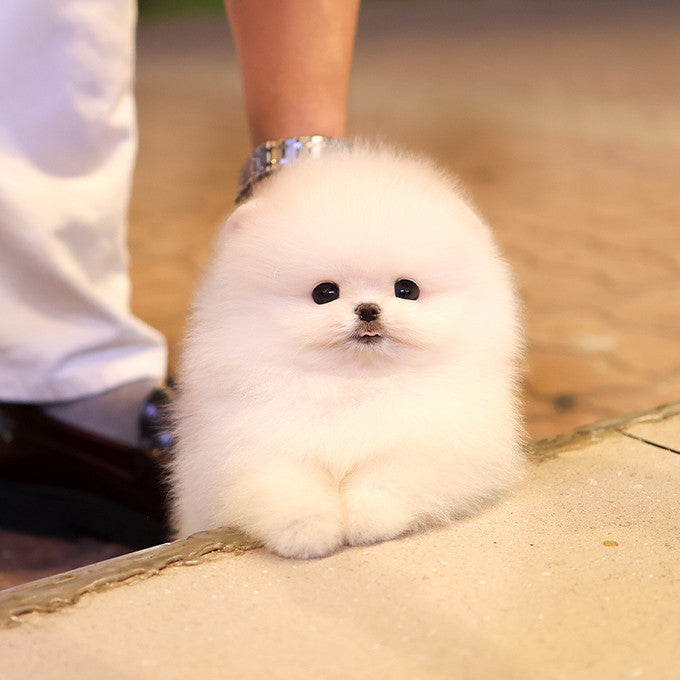 Pomeranian - Satang (Male)