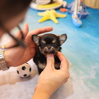 Chihuahua - Chichi (Female)