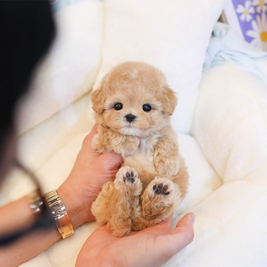 Maltipoo - Kkot (Female)