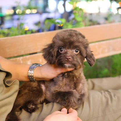 Maltipoo - Rona (Male)