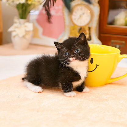 Munchkin - Gao (Male)