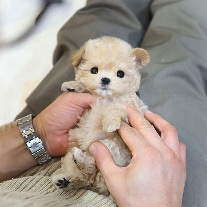 Maltipoo - Temu (Female)