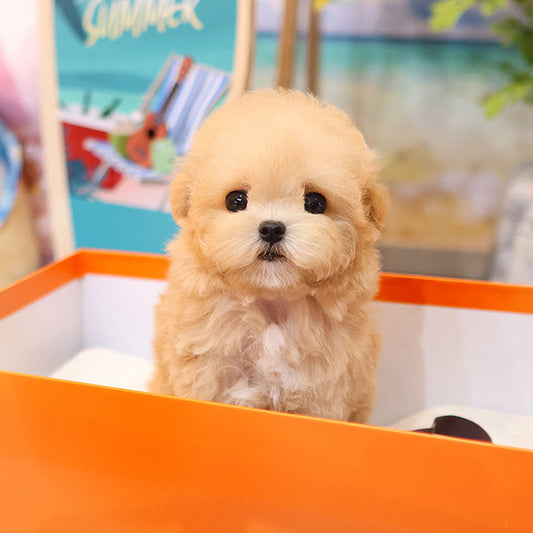 Poodle - Kkomya (Fmale)