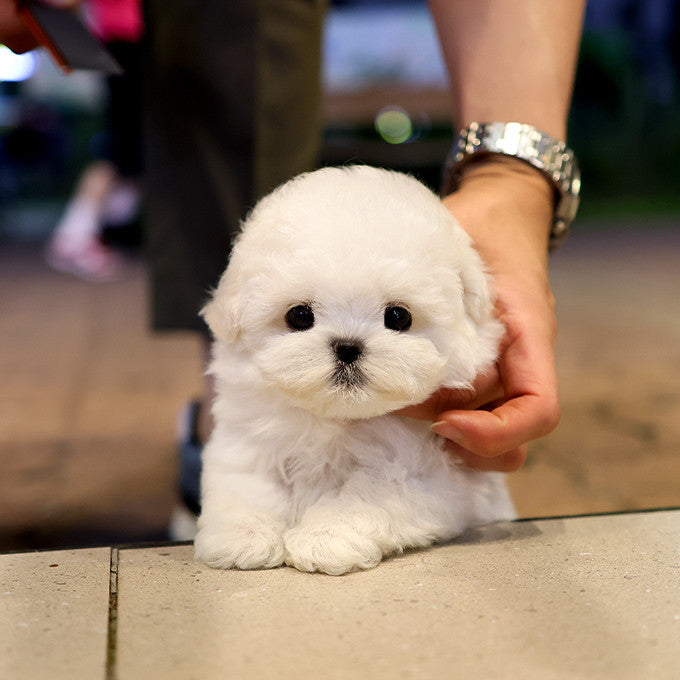 Bichon Frise - Pogeun (Female)