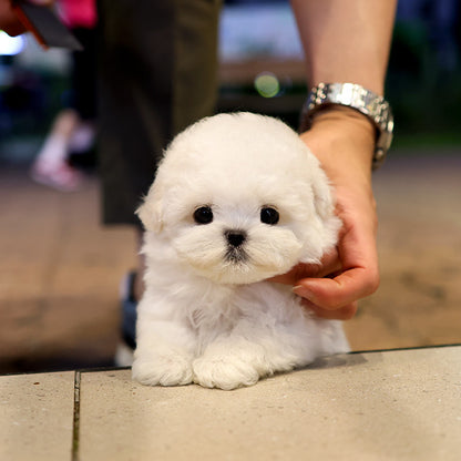 Bichon Frise - Pogeun (Female)