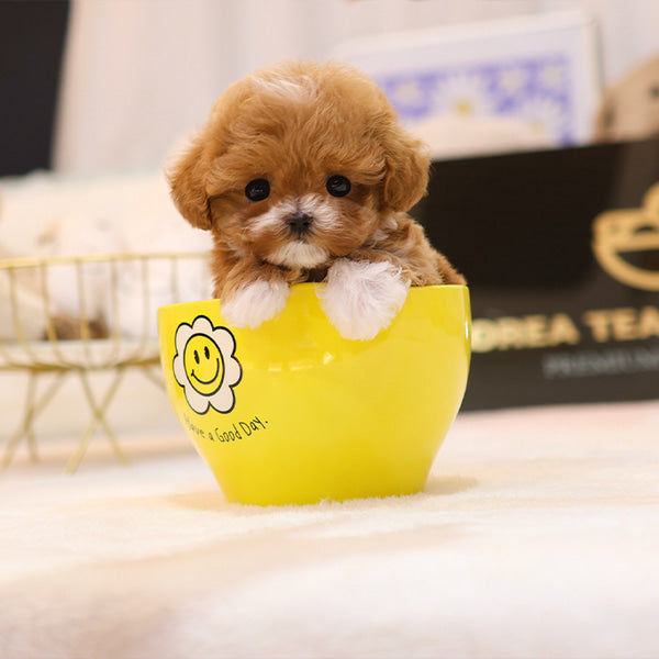 Maltipoo - Pupu (Female)
