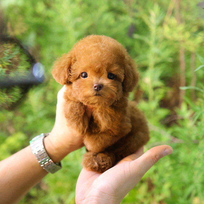 Poodle - Hobbang (Female)