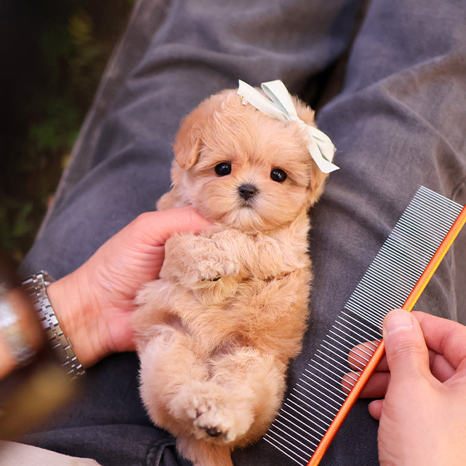 Maltipoo - Mandu (Female)