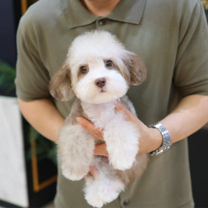 Poodle - Macao (Male)