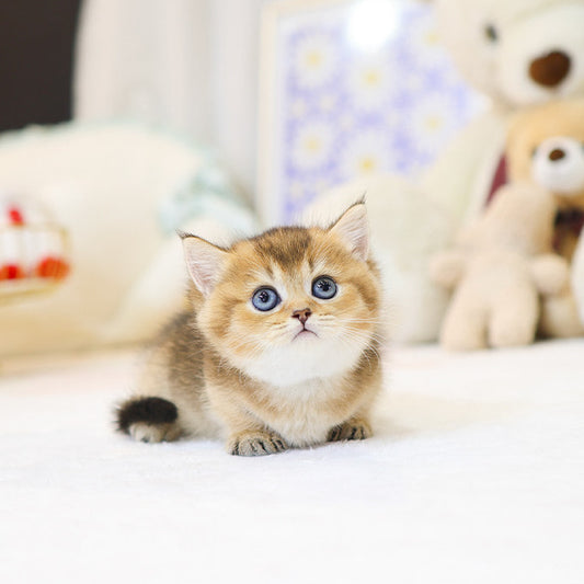 Munchkin - Ppuppu (Female)
