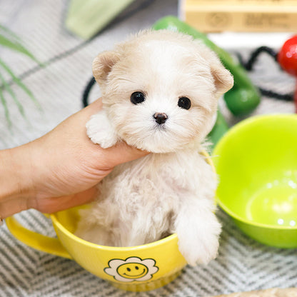 Maltipoo - Joyong (Female)