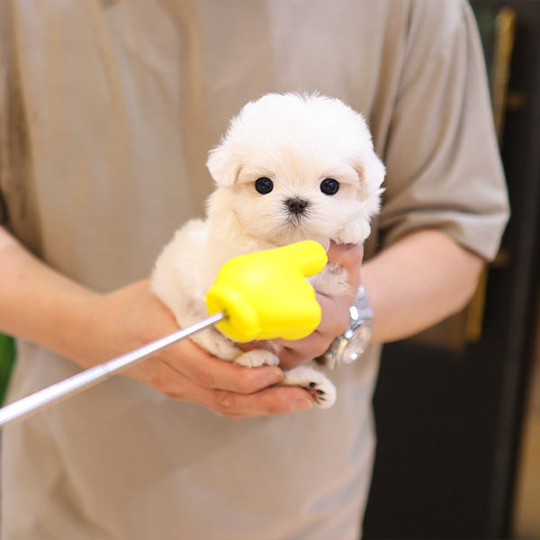 Maltese - Tini (Female)