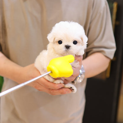 Maltese - Tini (Female)