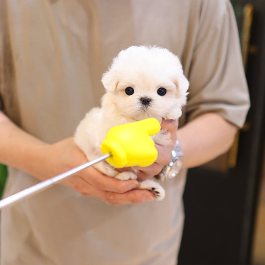 Maltese - Tini (Female)